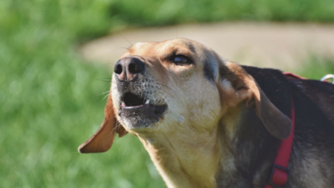 Cane non fa altro che abbaiare