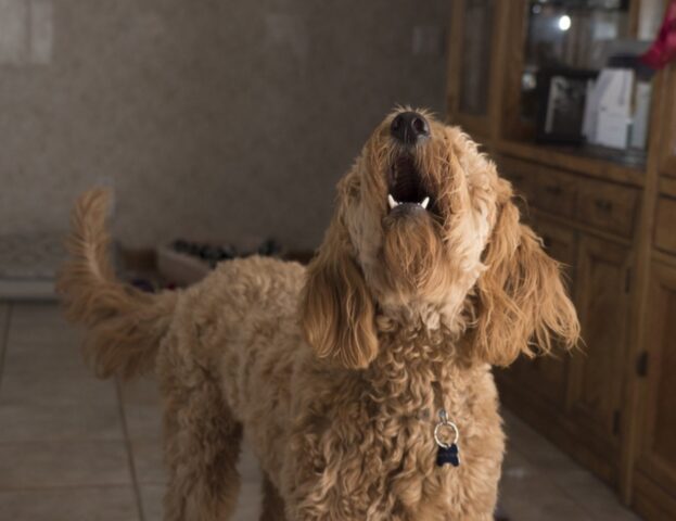 Se il tuo cane continua ad abbaiare forse dovresti ascoltare il consiglio di questa addestratrice