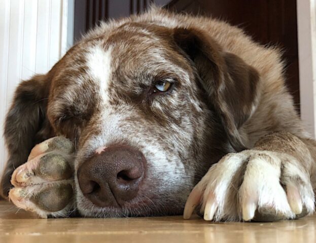 Se il tuo cane si morde e si lecca le zampe, queste potrebbero essere le soluzioni giuste per lui