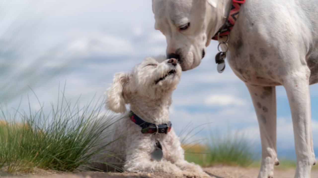 Cane bacia il cane