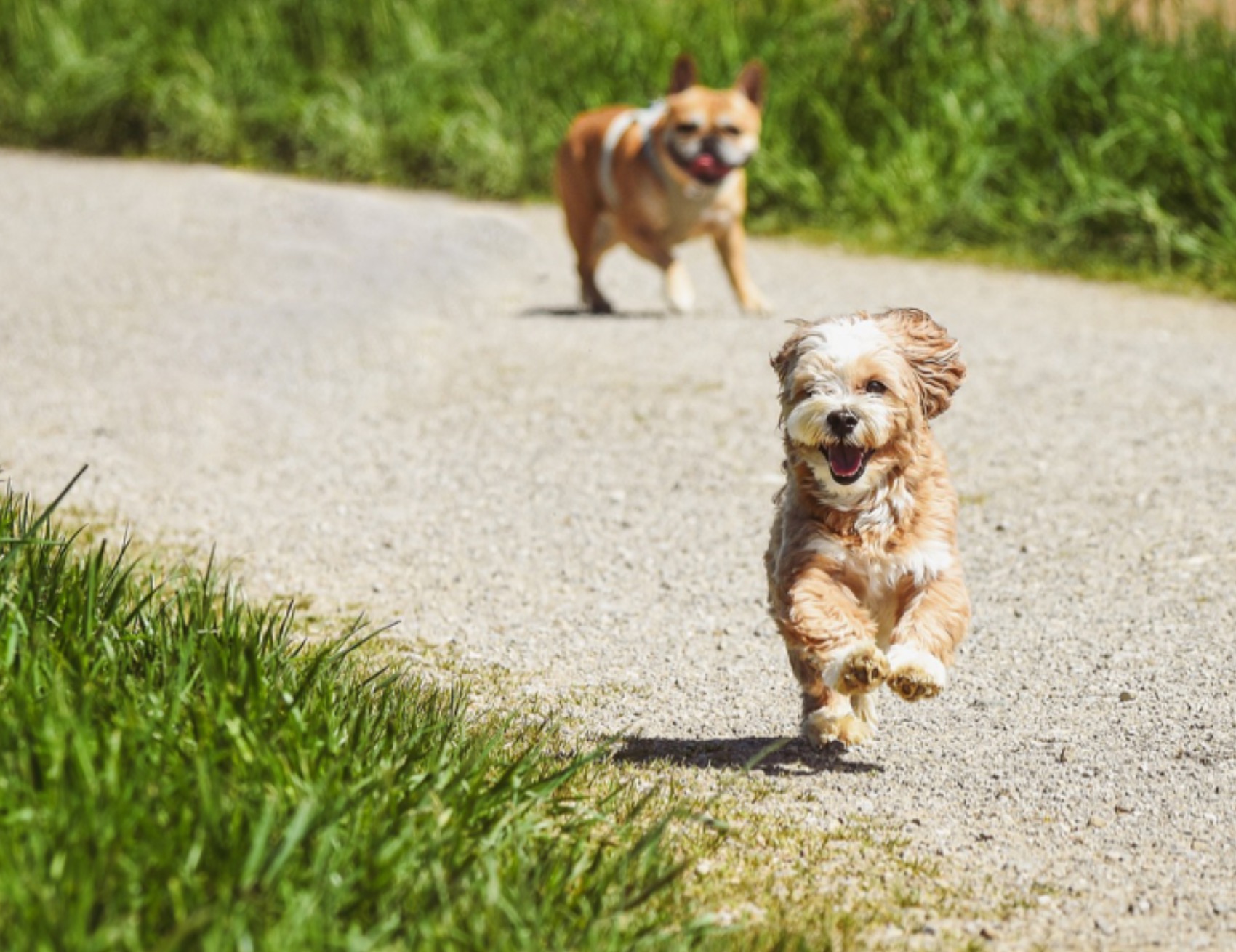 Due cani corrono
