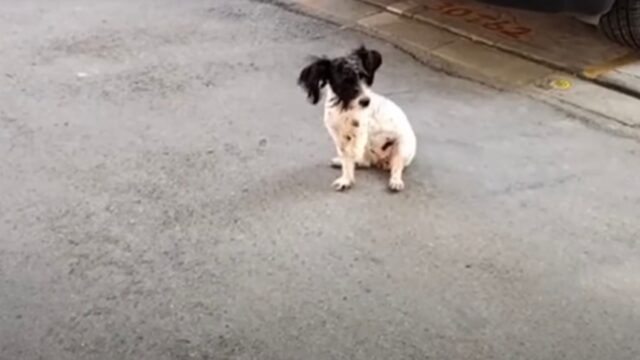 Senza una zampa, la cagnolina si è seduta sotto il sole cocente: non sapeva più come fare per riuscire a sopravvivere – Video