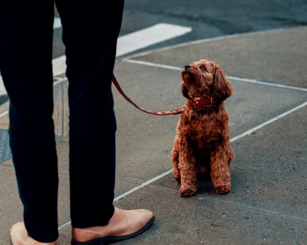 Sì, in questa città italiana sarà obbligatorio portare con se uno spruzzino per pulire l’urina del cane