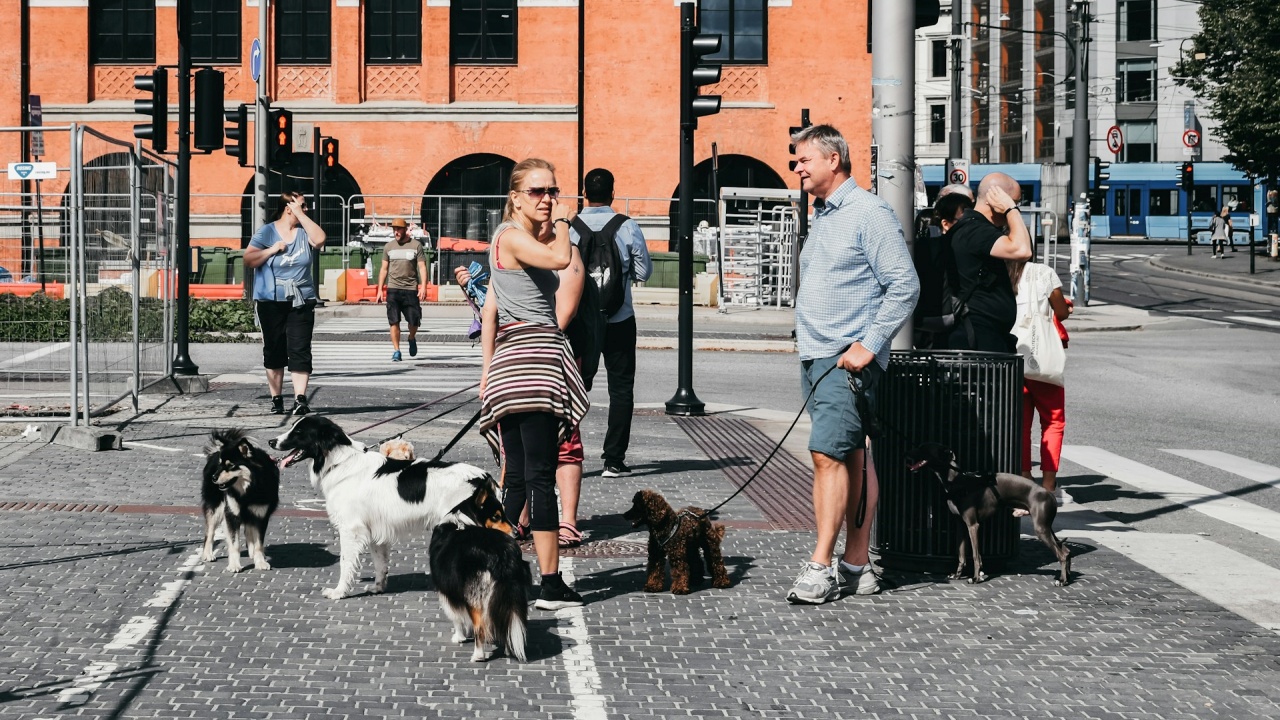 pulire urina cane a spasso