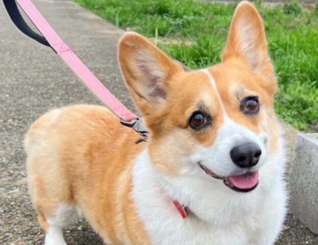 Sì, queste 5 foto di cani dal sorriso irresistibile renderanno decisamente migliore la vostra giornata