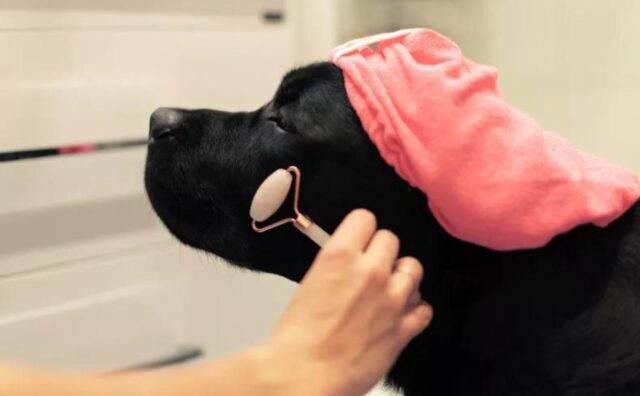 Lo Spa Day di questo Labrador ti farà sicuramente chiedere come si fa a essere così incredibilmente fortunati (VIDEO)