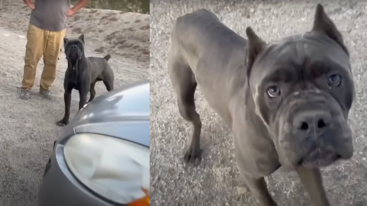 Cane Corso salvato dalla strada