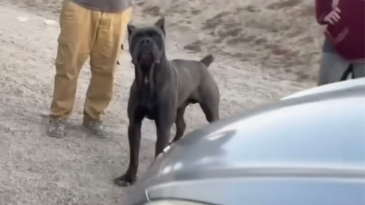 Cane Corso trovato in mezzo alla strada