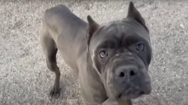 Stavano facendo un viaggio on the road: non pensavano di trovare un Cane Corso in queste condizioni – Video