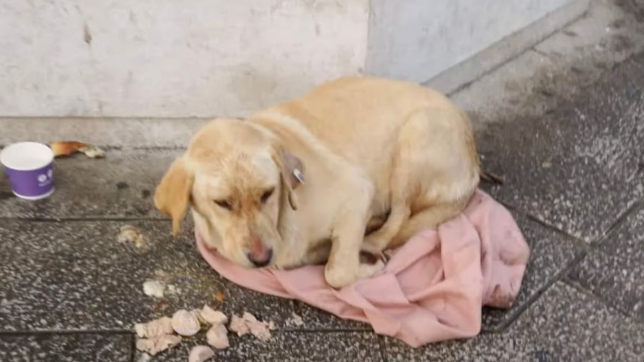 Cagnolina con una coperta