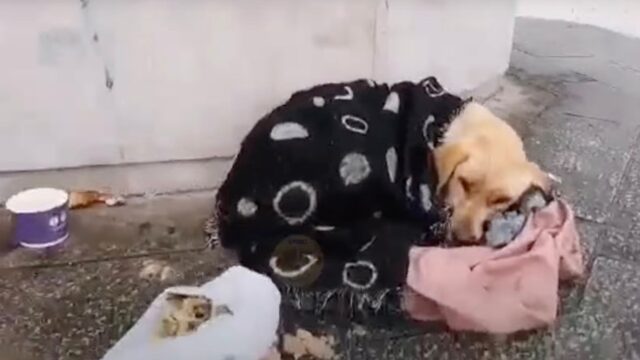 Tremava senza sosta, bagnata ed esausta: hanno lasciato questa cagnolina così, senza pensarci un attimo – Video