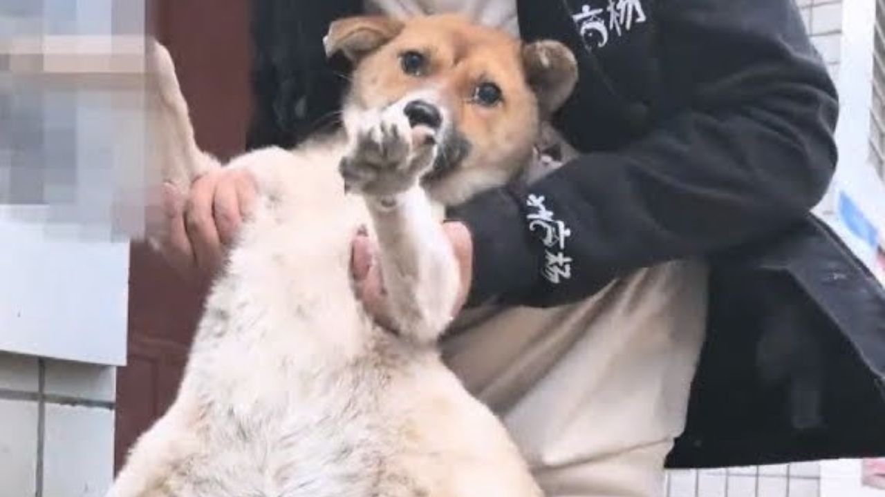 Cagnolina con una pancia enorme