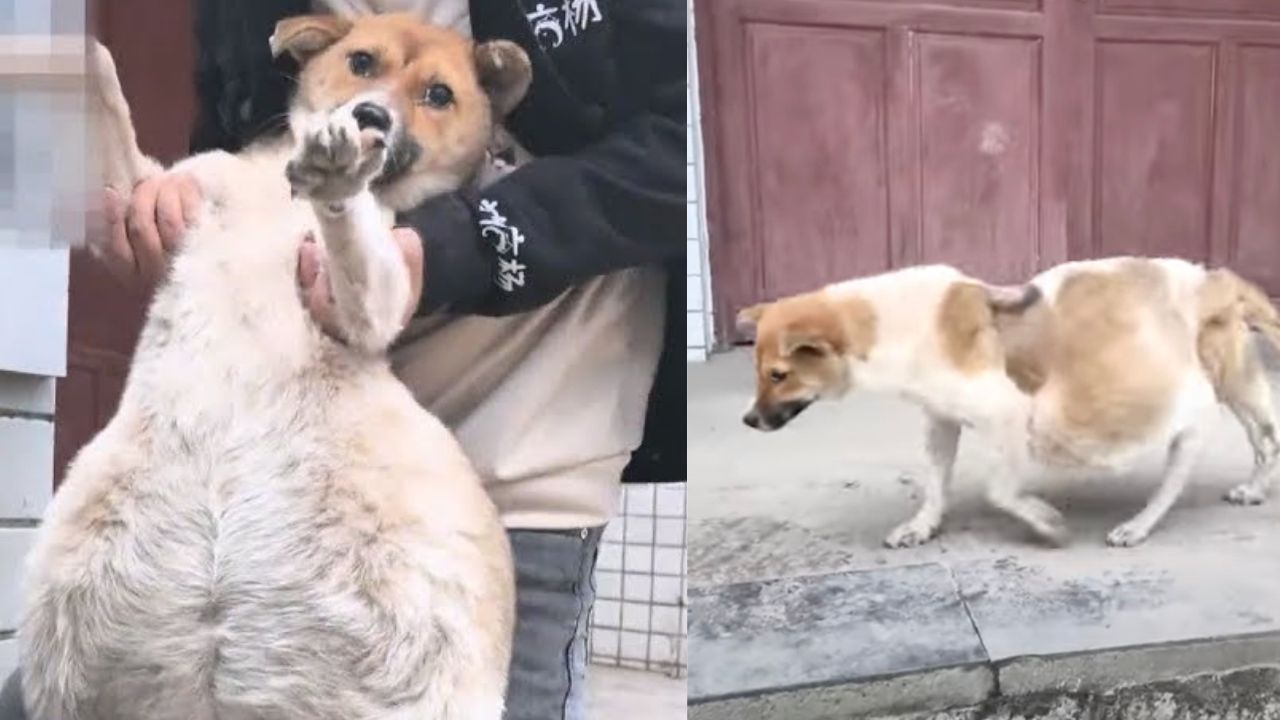 Cagnolina apparentemente incinta