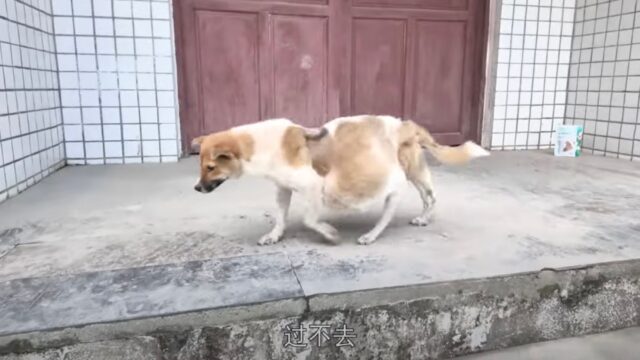 Vedendo le condizioni di questa cagnolina, pensavano fosse incinta: ma la verità era un’altra – Video