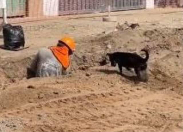 Vuole proprio rendersi utile: questo cane cerca di aiutare il suo padrone impegnato con gli scavi in cantiere