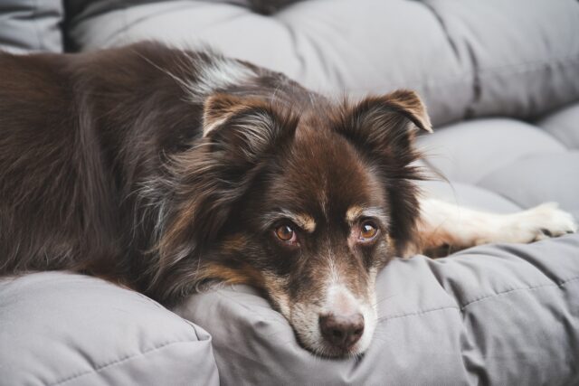 Agricoltore spara al cane con un fucile perché corre nei campi: “Punito come meritava”