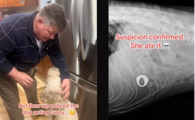 La mamma umana ha subito un duro colpo quando ha visto il cane e ha capito dov’era finito il suo anello di diamanti (VIDEO)