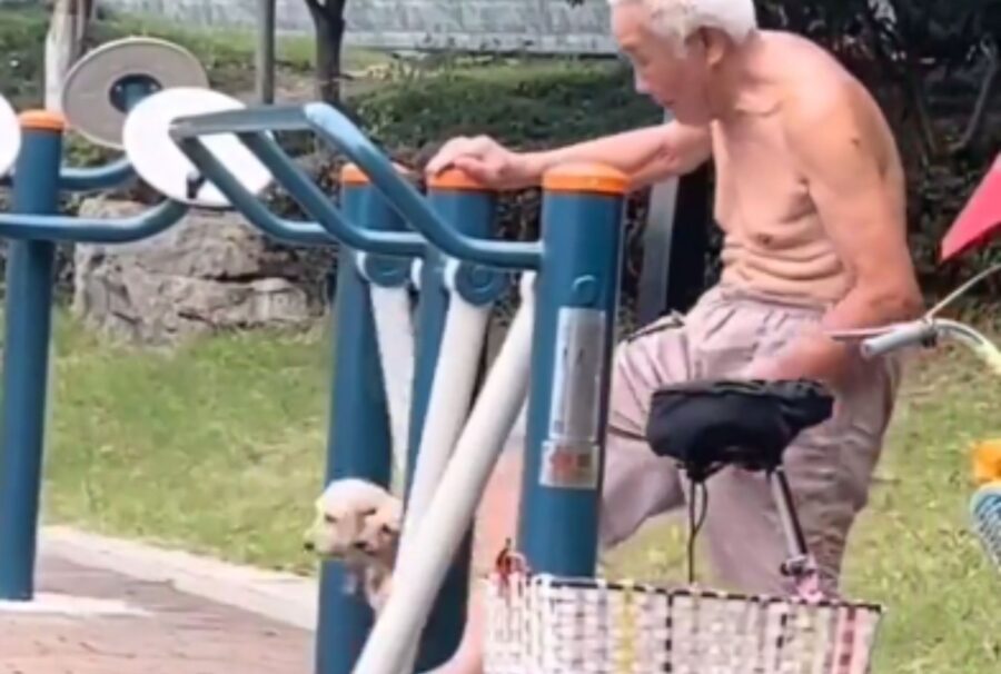 L’uomo anziano porta i cani al parco giochi e inizia a farli dondolare sulle altalene: è un gesto di puro amore
