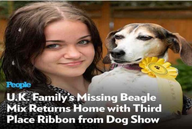 Si smarrisce e i padroni sono disperati, poi il colpo di scena: la Beagle torna a casa con una medaglia speciale
