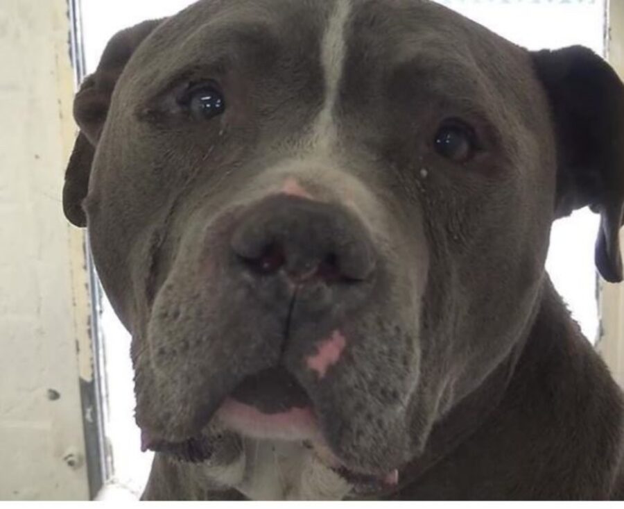 un Pit Bull di nome Blue