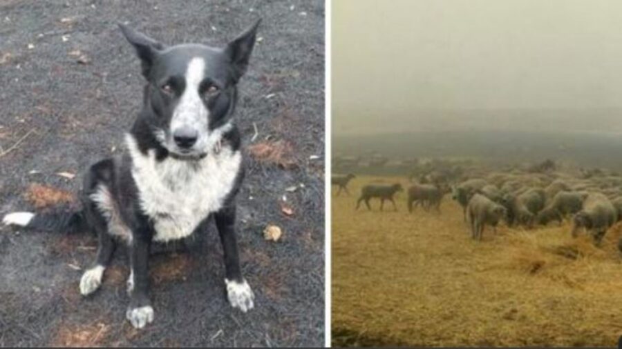 un Boder Collie con delle pecore