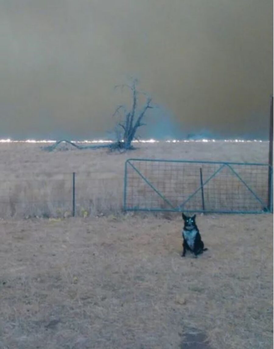 un  cane di nome Patsy con un incendio alle spalle