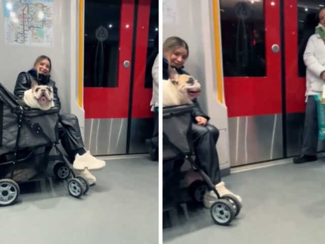 Noto per le sue abilità canore questo Bulldog Francese si esibisce in metropolitana offrendo un concerto a tutti i passeggeri