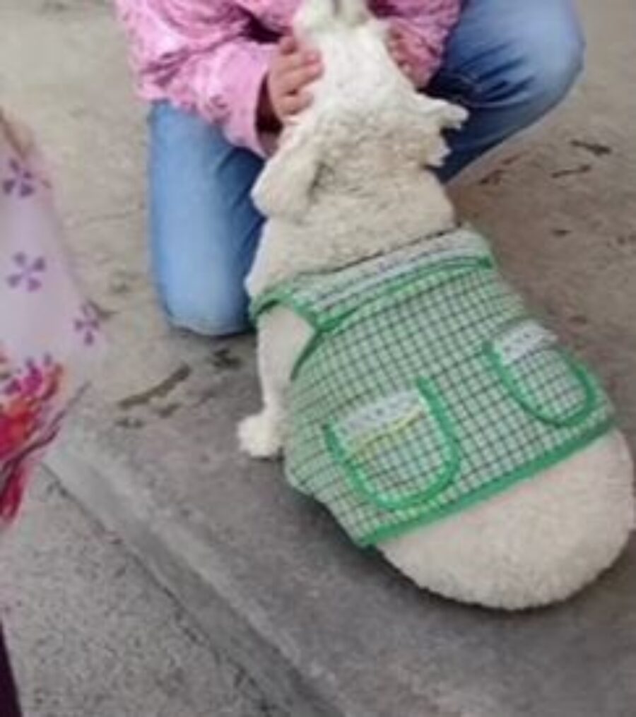 un cagnolino bianco