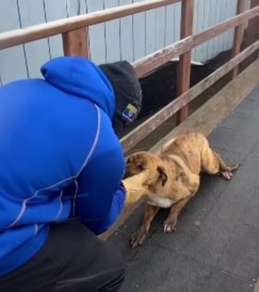 una cagnolina con un uomo