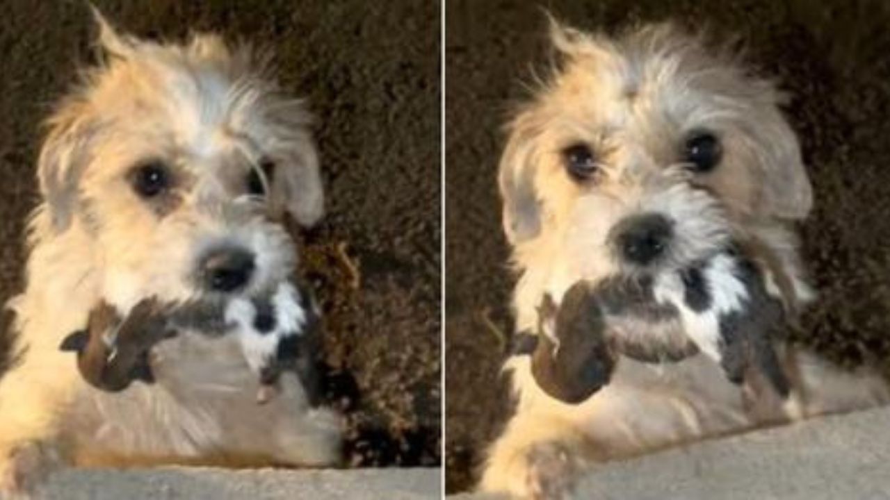 cagnolina con cuccioli