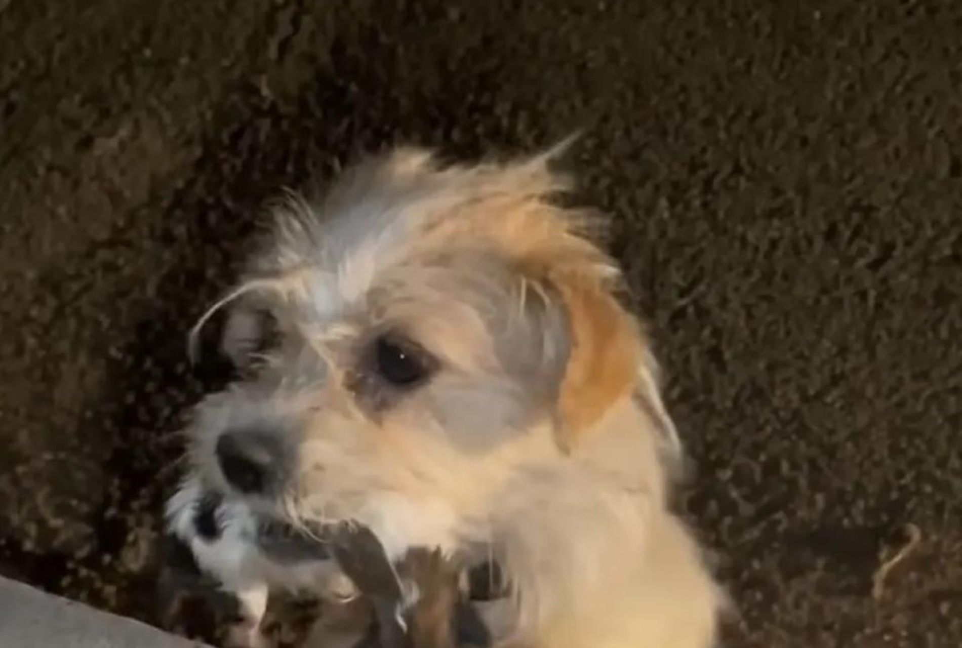 cagnolina con cuccioli