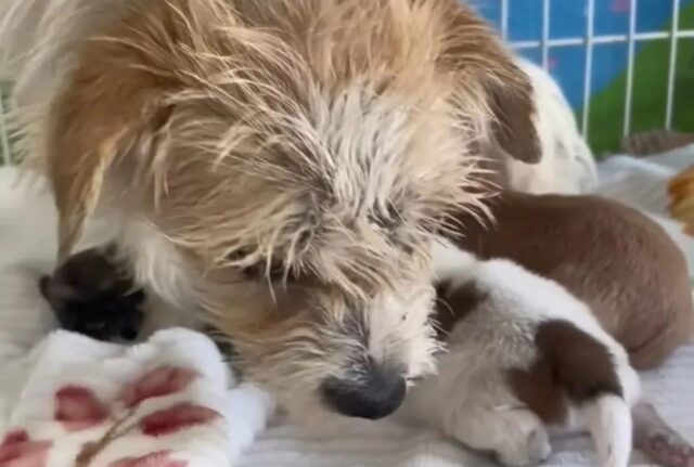 Mamma cane, disperata, tiene in bocca i suoi piccoli cuccioli e cerca aiuto da tutti i passanti che incontra