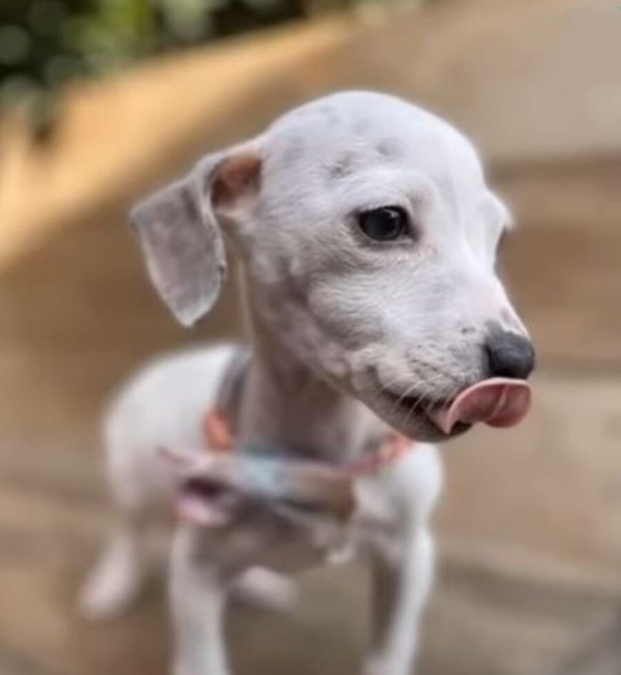 un cucciolo bianco