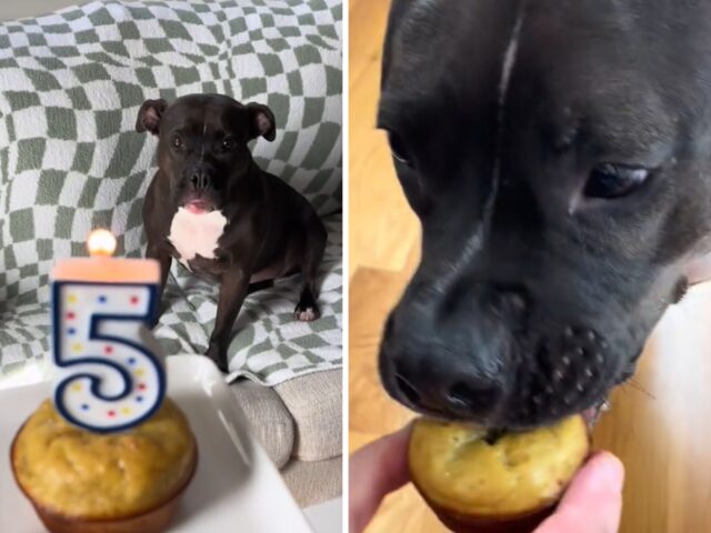 Festeggia per la prima volta un compleanno in casa con una famiglia che la ama: la cagnolina scoppia di gioia
