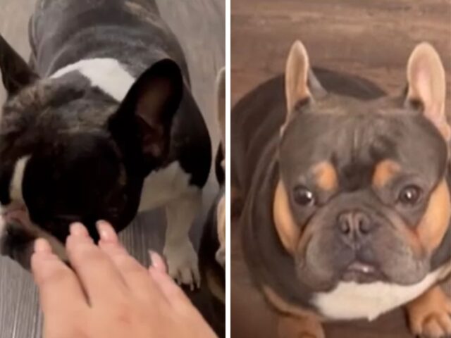 Questo Bulldog Francese non è più “figlio unico” e non riesce a essere del tutto felice della nuova condizione