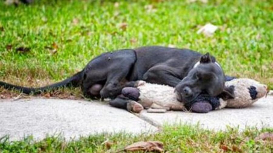 un cane randagio nero