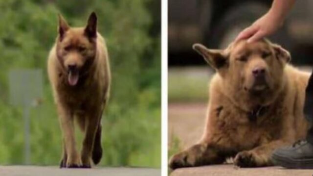 Questo cane ha percorso chilometri e chilometri per un motivo che nessuno probabilmente potrà mai comprendere