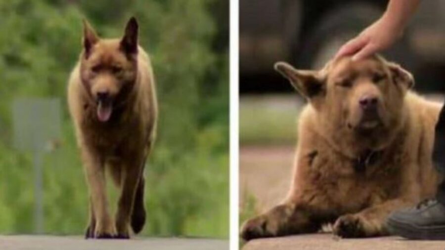 un cane di nome bruno