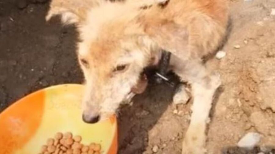 un cucciolo maltrattato