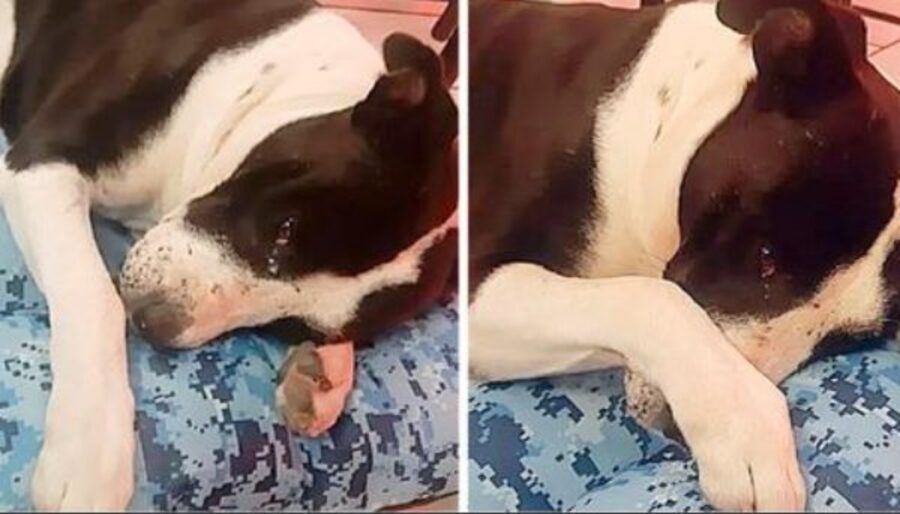 Lo hanno usato per i combattimenti in strada: quando lo hanno salvato questo cane ha pianto di gioia e di felicità