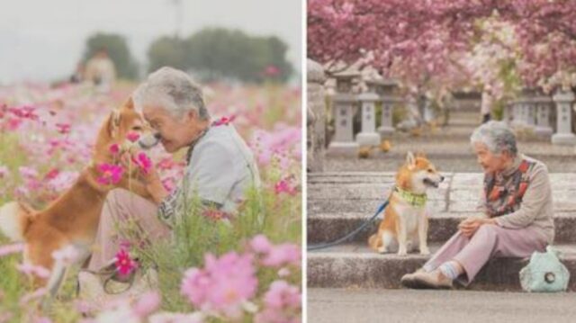 É vero amore: un fotografo ha catturato tutto l’amore tra sua nonna e il suo meraviglioso Shiba Inu