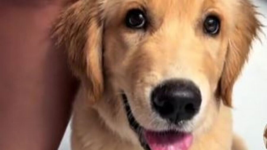 un cucciolo di golden retriever