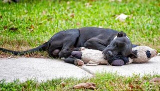 Il cane abbandonato dormiva aggrappandosi forte a un peluche e questa foto ha smosso il cuore di chi l’ha scattata