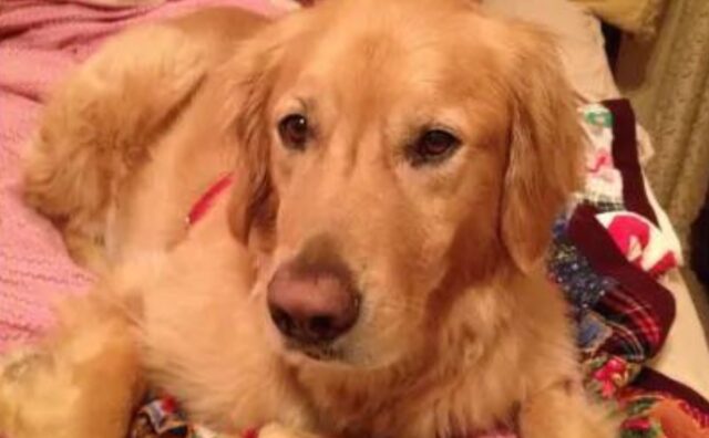 Sì, questo è l’insolito (ed estremo) modo in cui il Golden Retriever chiede ogni notte di essere portato a nanna (VIDEO)