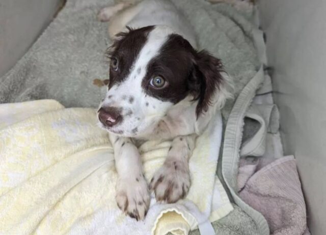 Cane abbandonato con un biglietto: “Per favore, nutrimi e prenditi cura di me”