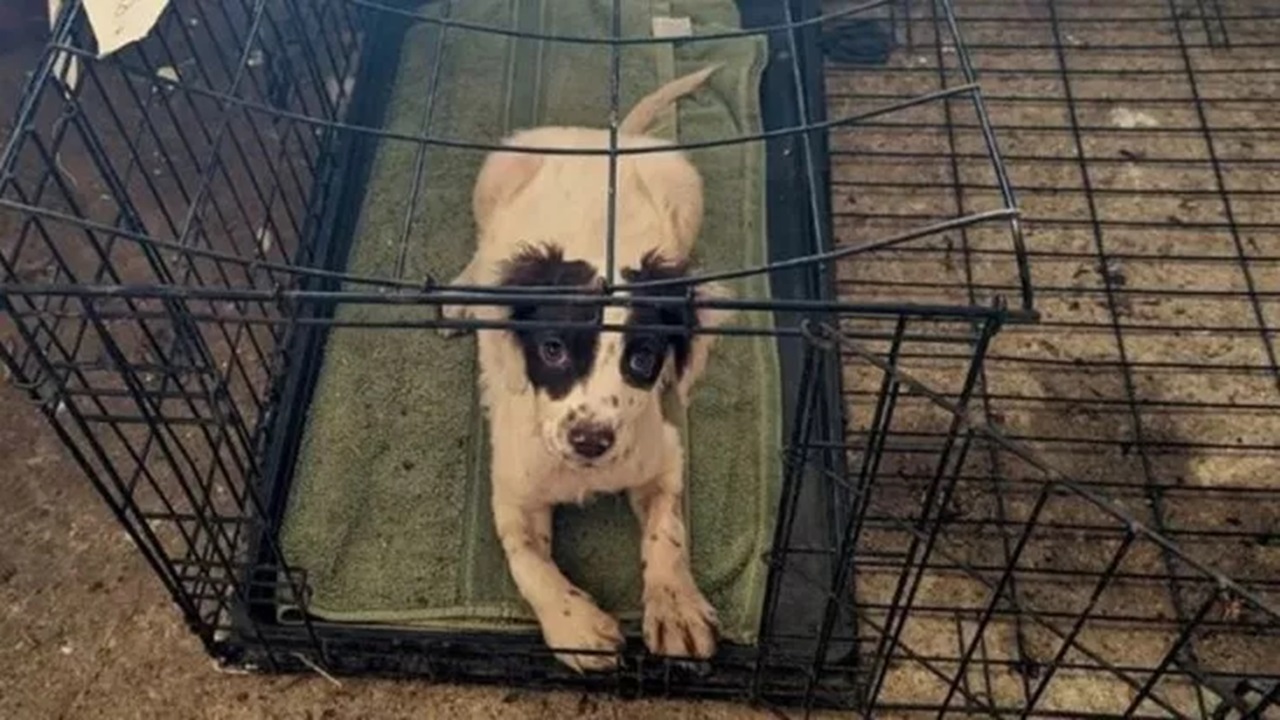 Cane bianco e nero in gabbia