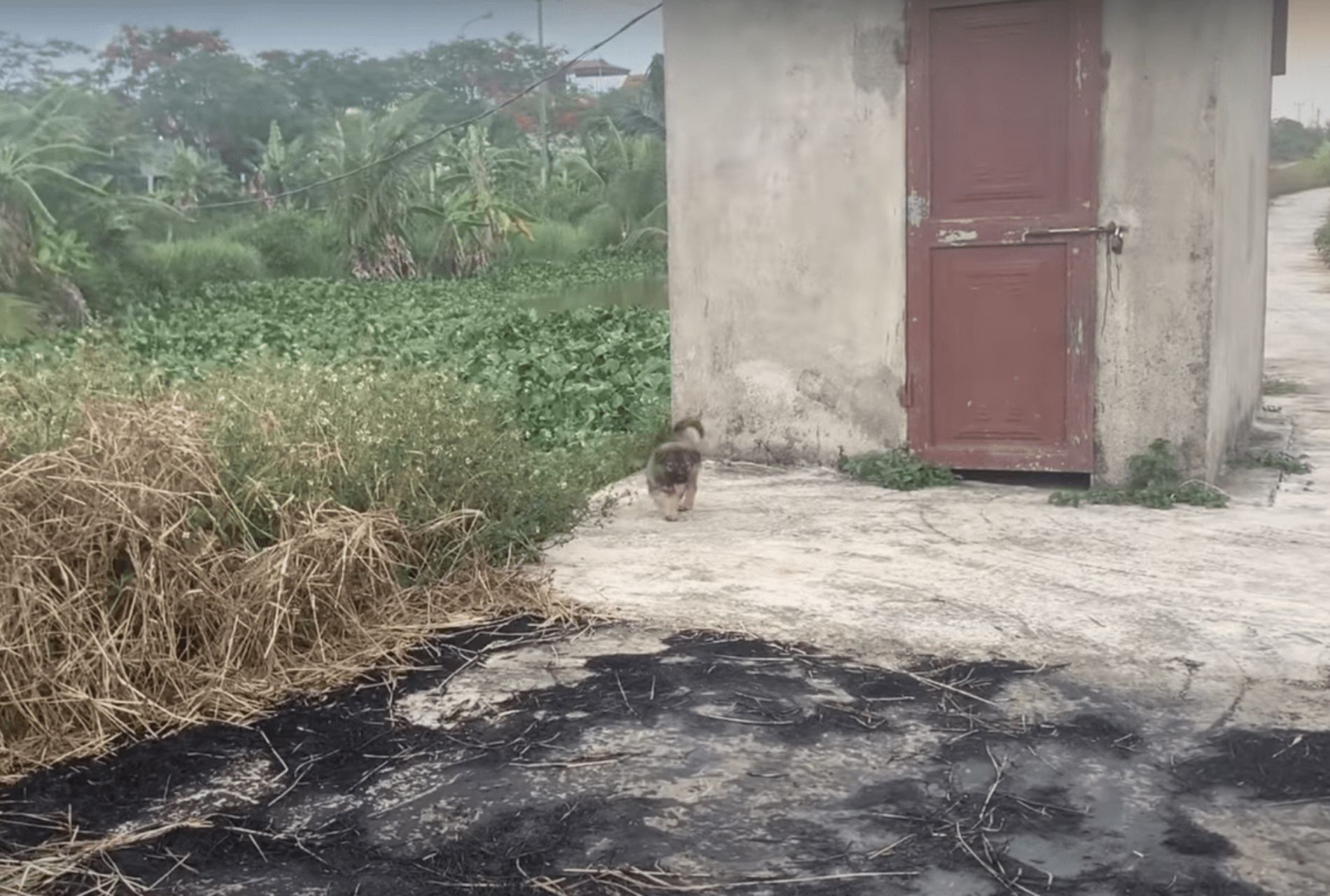 cane abbandonato salva la sorellina