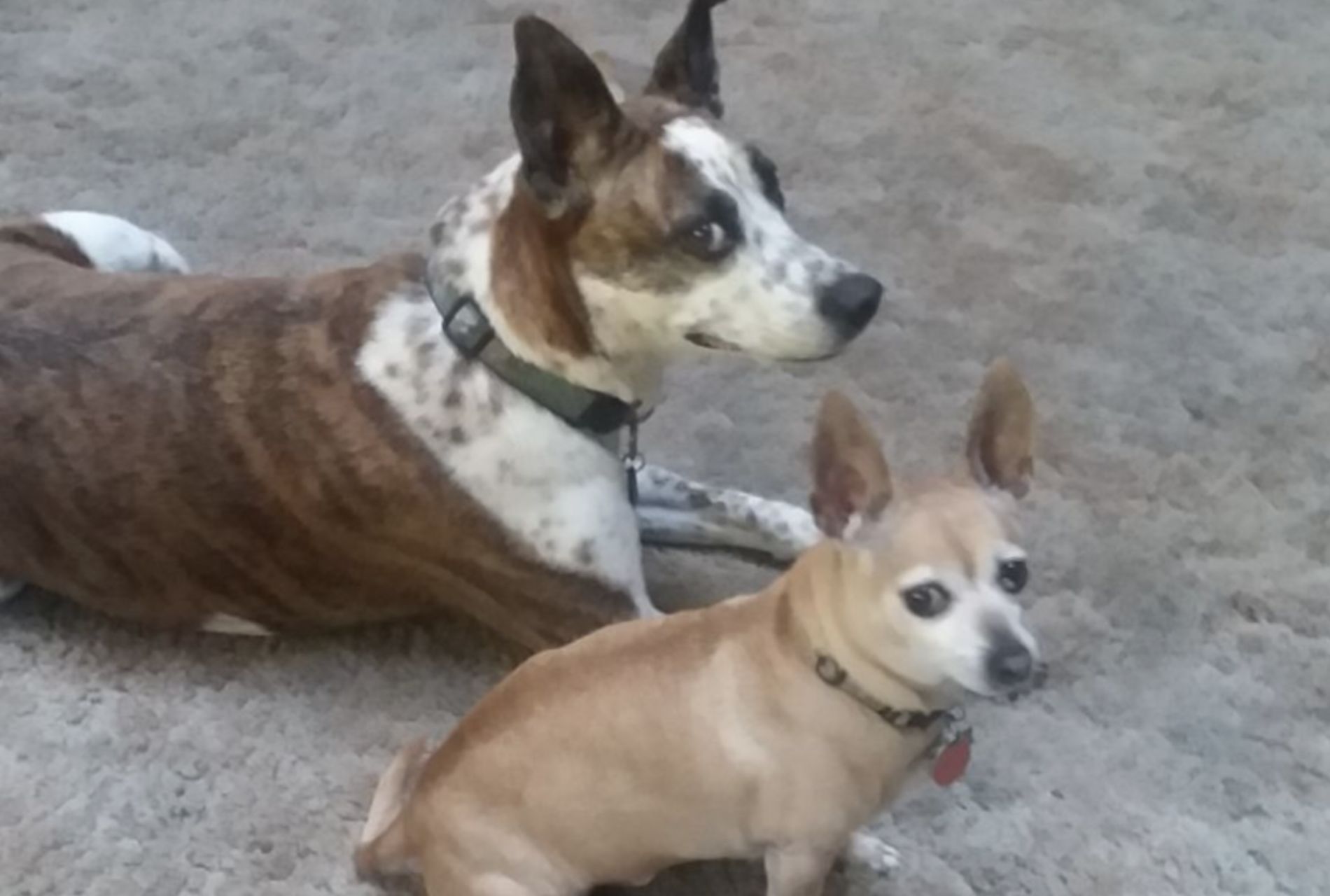 cane adottato da rifugio