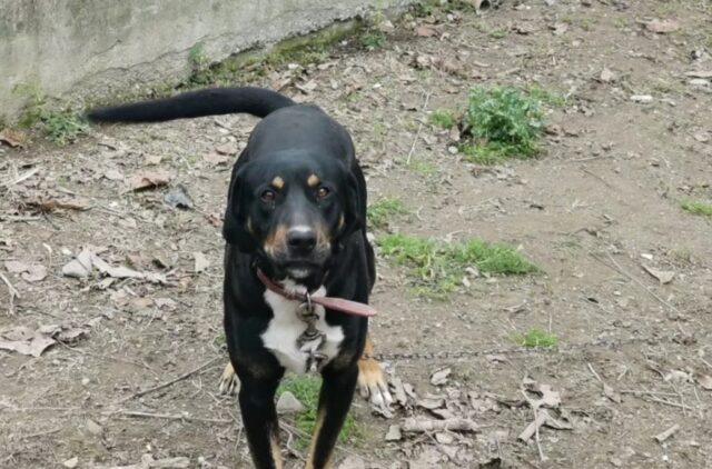 Cane alla catena e senza riparo sequestrato in provincia di Alessandria