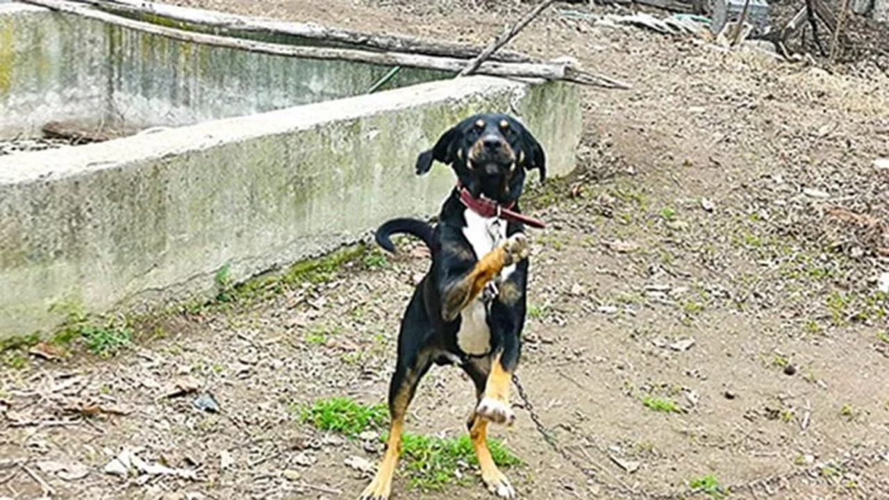 Cane alla catena e senza riparo